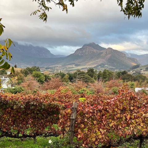 Autumn vineyards around Franschhoek