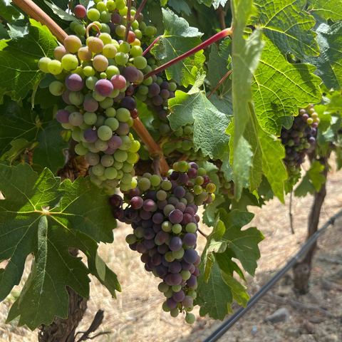 Grapes on the vine