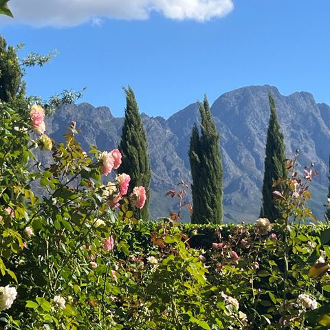 Rose garden at Le Lude