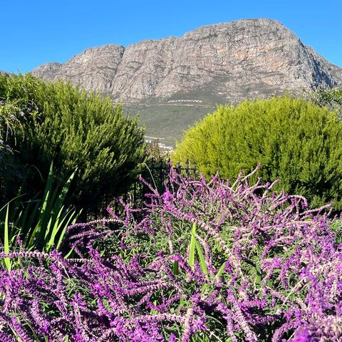 Salvia in bloom below the mountains