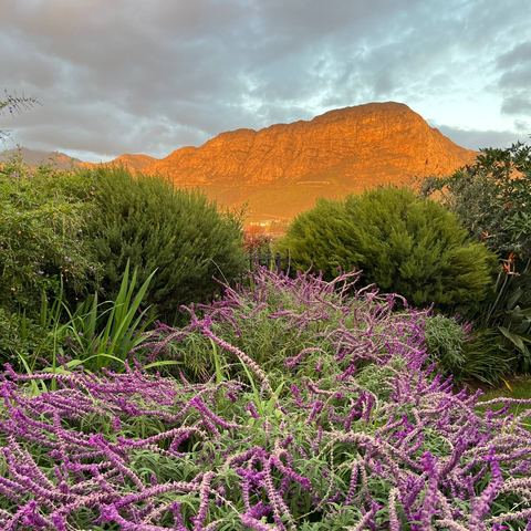 Salvia and mountains at sunset from the garden