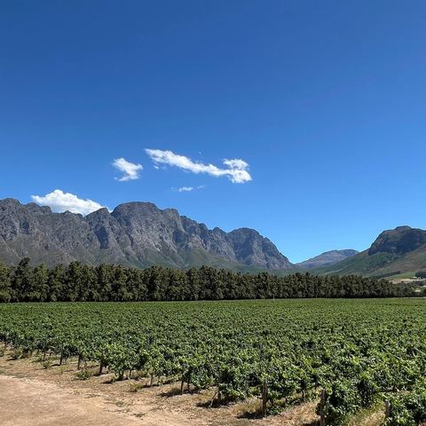 Vineyards beneath the mountains